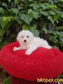 3 Aylık Orjinal Maltese Terrier 3