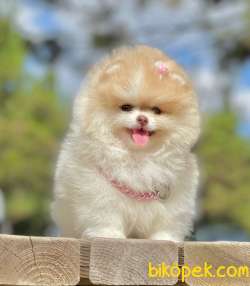 3 Aylık Party Color Pomeranian Kızım “MİA” 3