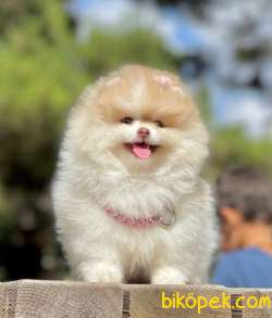 3 Aylık Party Color Pomeranian Kızım “MİA” 4