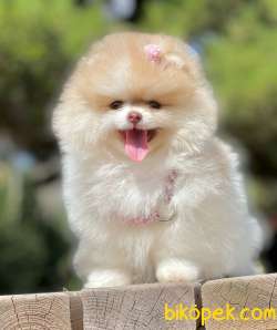 3 Aylık Party Color Pomeranian Kızım “MİA” 2