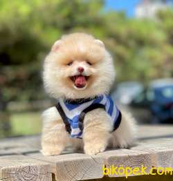 3 Aylık Party Color Pomeranian Oğlum “PARTY” 1