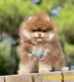 3 Aylık Party Color Pomeranian Oğlum “ROCCO” 5