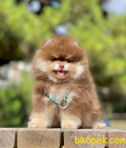 3 Aylık Party Color Pomeranian Oğlum “ROCCO” 4