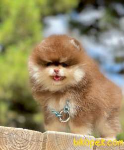 3 Aylık Party Color Pomeranian Oğlum “ROCCO” 1