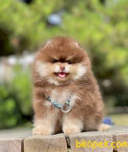 3 Aylık Party Color Pomeranian Oğlum “ROCCO” 3