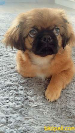 3 Aylık Pekinez Erkek Yavru Köpek 2