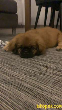 3 Aylık Pekinez Erkek Yavru Köpek 3