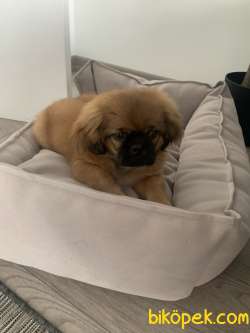 3 Aylık Pekinez Erkek Yavru Köpek 1