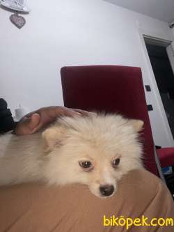 3 Aylık Pomeranian 2