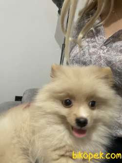 3 Aylık Pomeranian 1