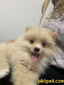 3 Aylık Pomeranian 3