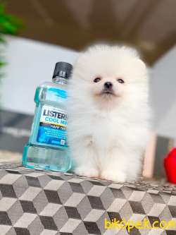 3 Aylık Pomeranian Boo 1