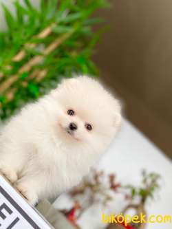 3 Aylık Pomeranian Boo 2