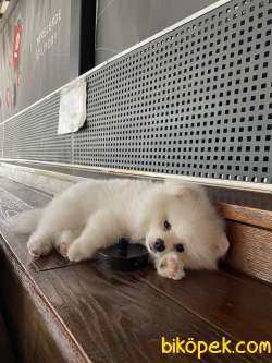 3 AYLIK POMERANİAN BOO 1