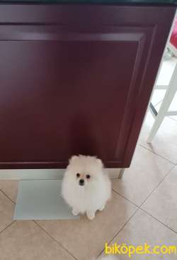 3 Aylık Pomeranian Yavrusu 3