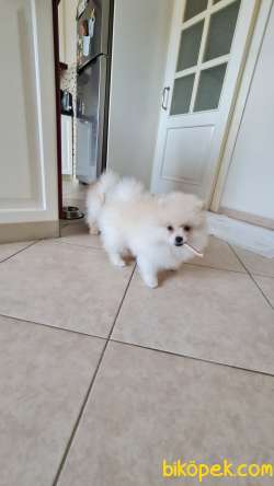 3 Aylık Pomeranian Yavrusu 1
