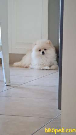3 Aylık Pomeranian Yavrusu 2