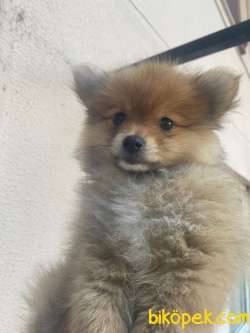 3 Aylık Pomerian Erkek 2