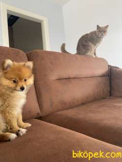 3 Aylık Pomerian Erkek