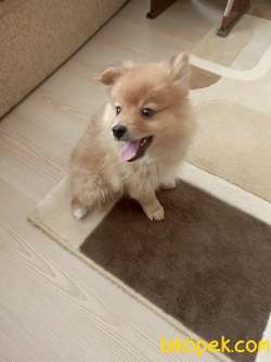 3 Aylık Pomerian Erkek 3