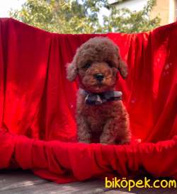 3 Aylık Red Brown Erkek Toy Poodle Yavrularımız 3