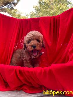 3 Aylık Red Brown Erkek Toy Poodle Yavrularımız 4
