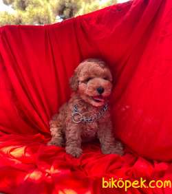 3 Aylık Red Brown Erkek Toy Poodle Yavrularımız 5