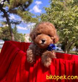3 Aylık Red Brown Erkek Toy Poodle Yavrularımız 1
