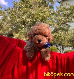 3 Aylık Red Brown Erkek Toy Poodle Yavrularımız 2