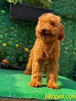 3 Aylık Red Brown Minyatür Poodle Oğlum “FRANKİE” 2