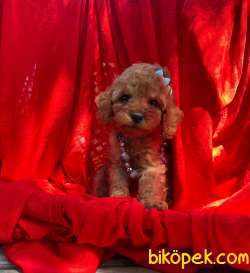3 Aylık Red Brown Toy Poodle Kızım “STELLA” 3