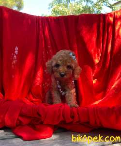 3 Aylık Red Brown Toy Poodle Kızım “STELLA” 1