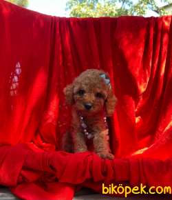 3 Aylık Red Brown Toy Poodle Kızım “STELLA” 2