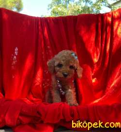 3 Aylık Red Brown Toy Poodle Kızım “STELLA” 4