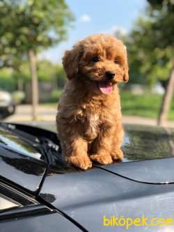 3 Aylık Red Brown Toy Poodle Yavrularımız 1