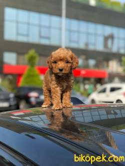 3 Aylık Red Brown Toy Poodle Yavrularımız 4