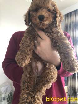 3 Aylık Red Toy Poddle WC Eğitimi Ağlama Eğitimi Verildi 2