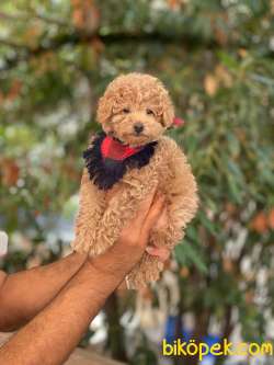 3 Aylık Redbrown Erkek Minyatür Poodle Yavrumuz 3