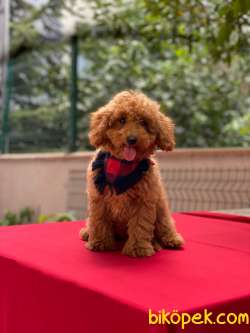 3 Aylık Redbrown Toy Poodle Oğlum “COOKİE” 2