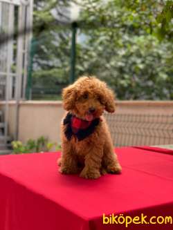 3 Aylık Redbrown Toy Poodle Oğlum “COOKİE” 1