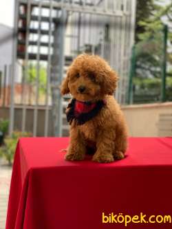 3 Aylık Redbrown Toy Poodle Oğlum “COOKİE” 4
