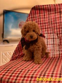 3 Aylık Redbrown Toy Poodle Oğlumuz 2