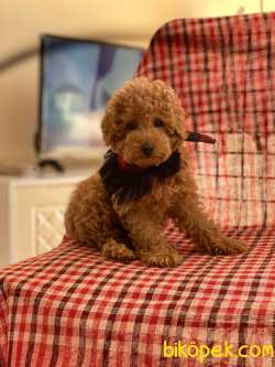 3 Aylık Redbrown Toy Poodle Oğlumuz 1