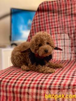 3 Aylık Redbrown Toy Poodle Oğlumuz 3