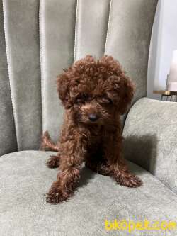 3 Aylık Saf Irk Garantili Toy Poodle Fiat 25.000 Görüşülür 1