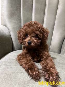 3 Aylık Saf Irk Garantili Toy Poodle Fiat 25.000 Görüşülür 3