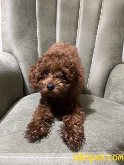 3 Aylık Saf Irk Garantili Toy Poodle Fiat 25.000 Görüşülür 2