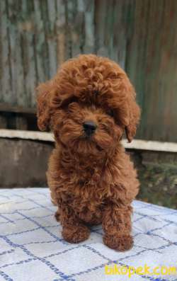 3 AYLIK SAFKAN MACAR KANI TOY POODLE YAVRULARIMIZ 1