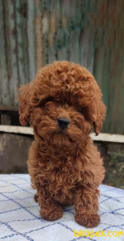 3 AYLIK SAFKAN MACAR KANI TOY POODLE YAVRULARIMIZ 3