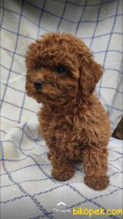 3 AYLIK SAFKAN MACAR KANI TOY POODLE YAVRULARIMIZ 2